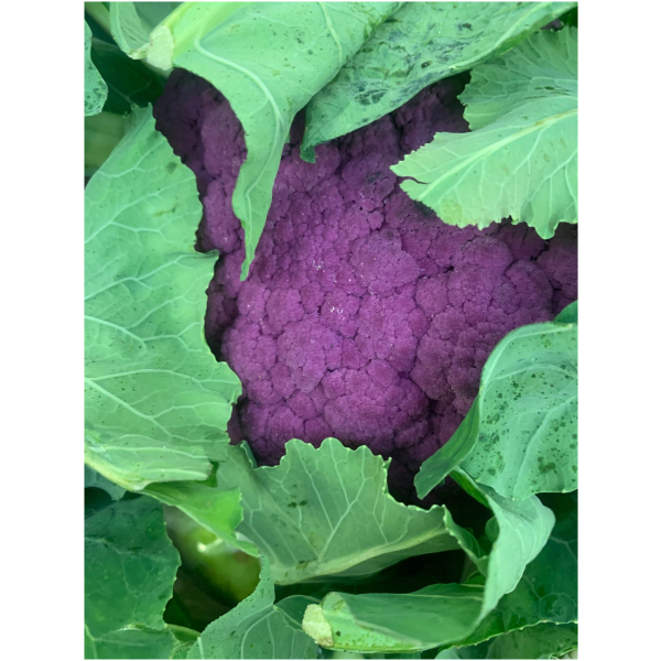 Organic Purple Cauliflower